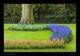 Keukenhof Hollandia 027